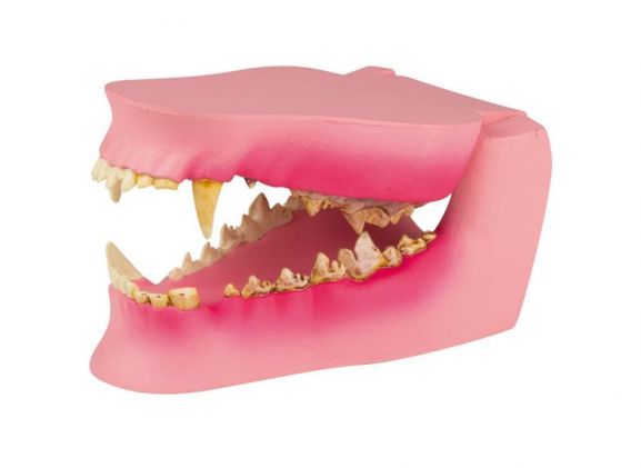 https://mail.jayakelana.id/uploads/product/-vet1194-canine-jaw-healthy-diseased-2576665682ec3f9_cover.jpeg