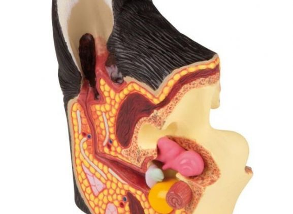 https://mail.jayakelana.id/uploads/product/-vet1210-canine-ear-healthy-diseased-45213164a401280_cover.jpg