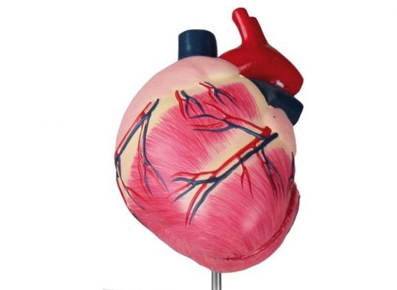 https://mail.jayakelana.id/uploads/product/-vet1250-canine-heart-life-183124181f9fb5f_cover.jpeg