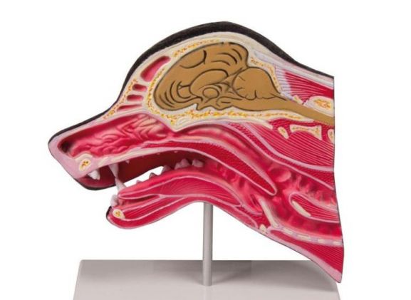 https://mail.jayakelana.id/uploads/product/-vet1300-median-section-of-812807d1e15f661_cover.jpg
