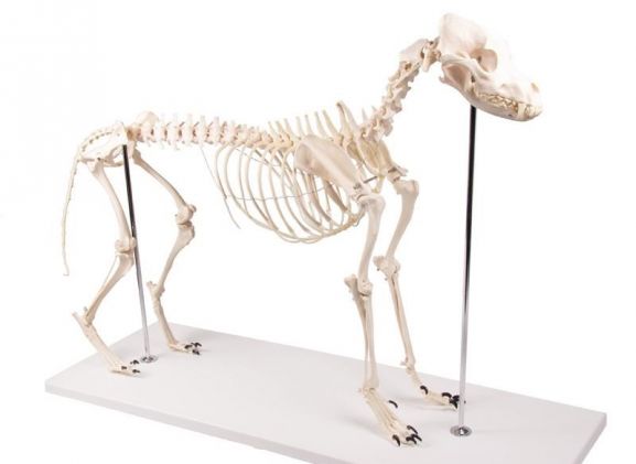 https://mail.jayakelana.id/uploads/product/-vet1700-dog-skeleton-olaf--98585bf4758d6bc_cover.jpg
