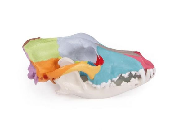 https://mail.jayakelana.id/uploads/product/-vet1708-dog-skull-with-403613d7cbd1232_cover.jpg