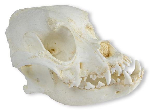 https://mail.jayakelana.id/uploads/product/-vet2010-skull-of-domestic-dog--36811050541955e_cover.jpeg