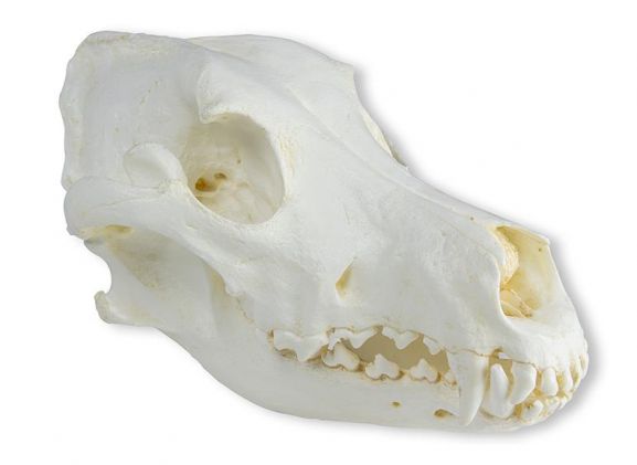 https://mail.jayakelana.id/uploads/product/-vet2020-skull-domestic-dog-great-95634ae18498854_cover.jpeg