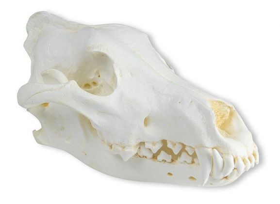 https://mail.jayakelana.id/uploads/product/-vet2025-skull-wolf-canis-789558f3d549373_cover.jpeg