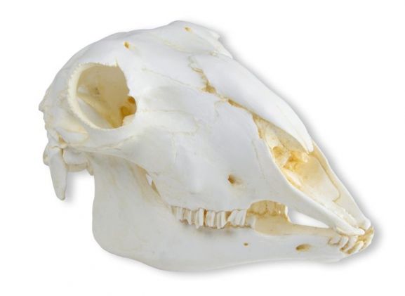 https://mail.jayakelana.id/uploads/product/-vet2030-skull-domestic-sheep--71659c45ce35031_cover.jpeg