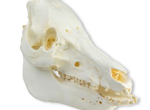https://mail.jayakelana.id/uploads/product/-vet2035-skull-domestic-pig-51963d098fd3316_cover.jpeg