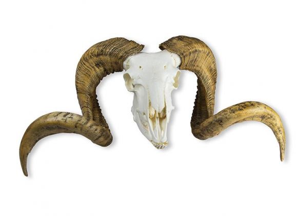https://mail.jayakelana.id/uploads/product/-vet2040-skull-and-horn-64843a845dabbd2_cover.jpeg