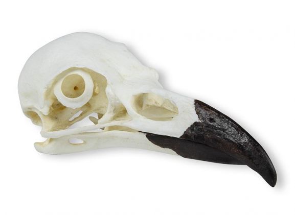 https://mail.jayakelana.id/uploads/product/-vet2055-skull-raven-corvus-65958a437dc9d92_cover.jpeg