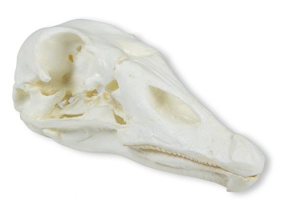 https://mail.jayakelana.id/uploads/product/-vet2065-skull-domestic-goose-4988135aa8670b8_cover.jpeg