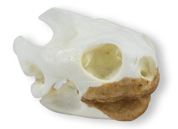 https://mail.jayakelana.id/uploads/product/-vet2080-skull-turtoise-testudo-81024a64d1741bc_cover.jpeg