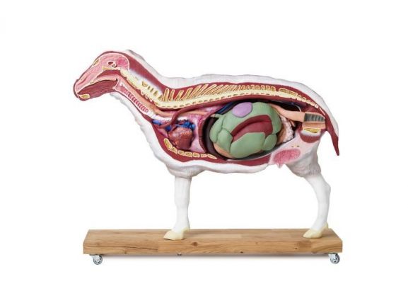 https://mail.jayakelana.id/uploads/product/-vet3310-sheep-model-12-22012f0d10f7fd4_cover.jpg