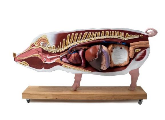 https://mail.jayakelana.id/uploads/product/-vet3320-didactical-pig-model--7419904d3e31b87_cover.jpg