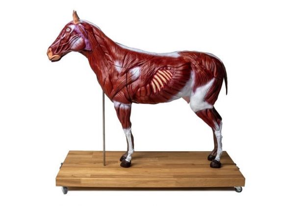 https://mail.jayakelana.id/uploads/product/-vet3330-horse-mare-model--44408824500bb33_cover.jpg