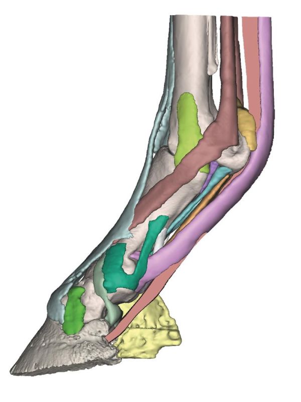 (VET4420) Foot of a Horse as Model - Model 3