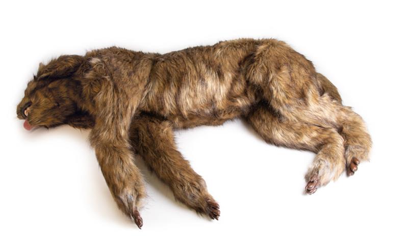 (VET4630) Rocky Canine Positioning Manikin