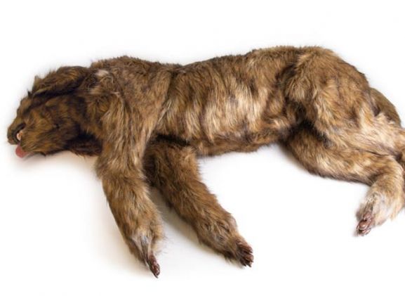 https://mail.jayakelana.id/uploads/product/-vet4630-rocky-canine-positioning-83950b0e6696519_cover.jpeg