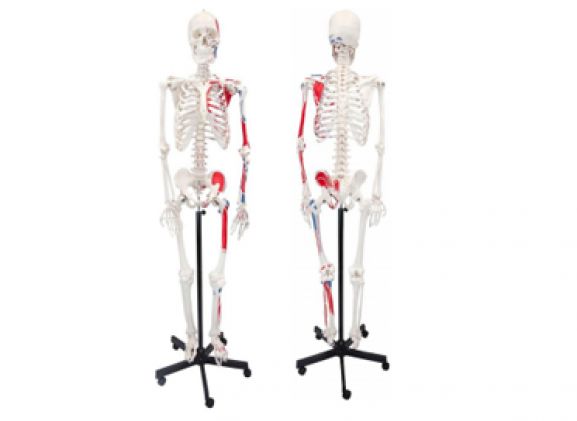 https://mail.jayakelana.id/uploads/product/axis-scientific-paintedhuman-skeleton-211785d9da695be_cover.png