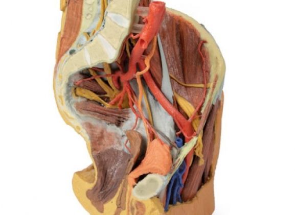 https://mail.jayakelana.id/uploads/product/female-left-pelvis-and-229820d6c8a5dca_cover.jpg