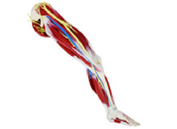 https://mail.jayakelana.id/uploads/product/kaki-silikon-kiri-102485--89333b26a0ce688_cover.png