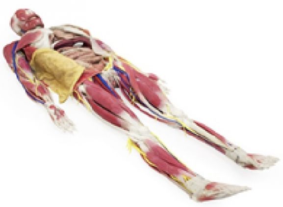 https://mail.jayakelana.id/uploads/product/model-anatomi-syndaver-perempuan-3631209e6842f55_cover.jpg