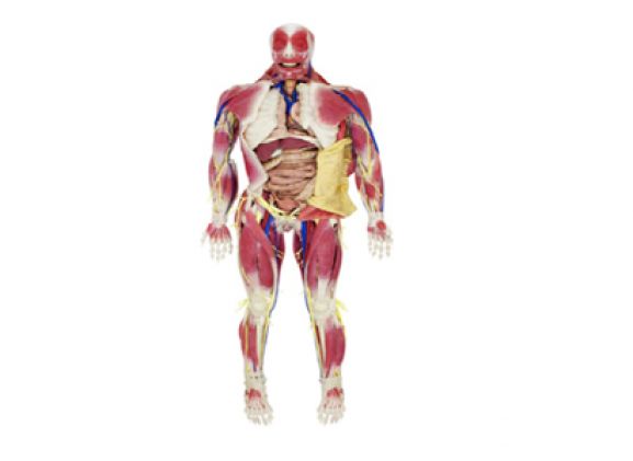 https://mail.jayakelana.id/uploads/product/model-anatomi-syndaver-pria-53691288d0e7242_cover.png