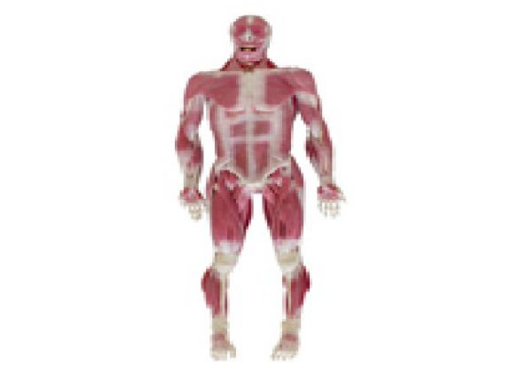 https://mail.jayakelana.id/uploads/product/model-musculoskeletal-syndaver-pria-67587f8e5b76cf9_cover.png