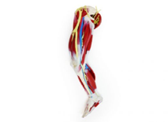 https://mail.jayakelana.id/uploads/product/silikon-kaki-kanan-102470--8068887b8ffa33e_cover.png