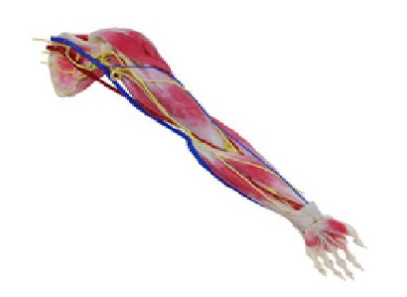https://mail.jayakelana.id/uploads/product/syntissue-arm-left-102300--55818ba73e62e4d_cover.png