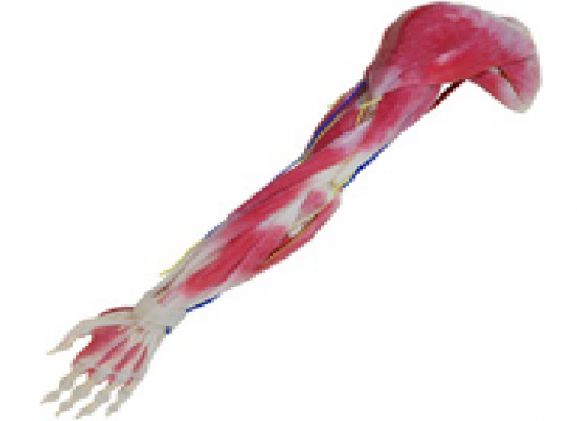 https://mail.jayakelana.id/uploads/product/syntissue-arm-right-102350--296272e89ec70f6_cover.png