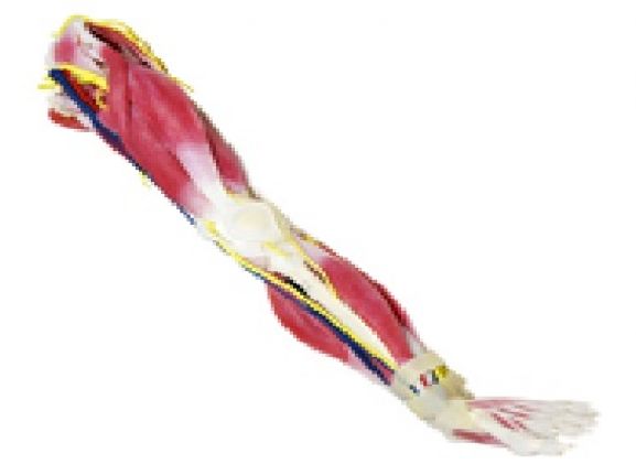 https://mail.jayakelana.id/uploads/product/syntissue-kaki-kanan-102450--51708067d959daa_cover.jpg